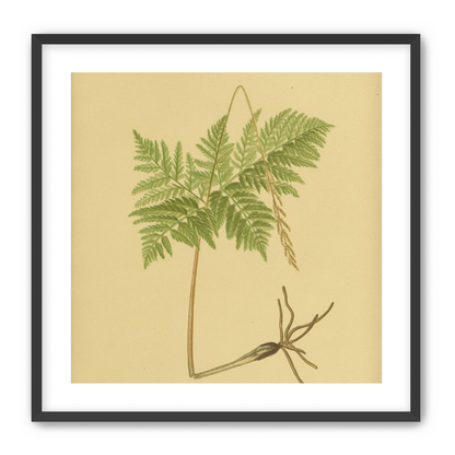Fern fronds above bare roots