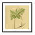 Fern fronds above bare roots