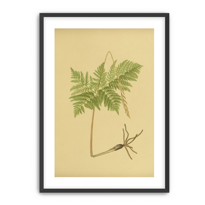 Fern fronds above bare roots