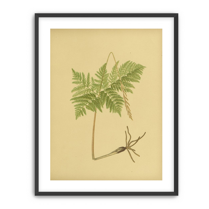 Fern fronds above bare roots