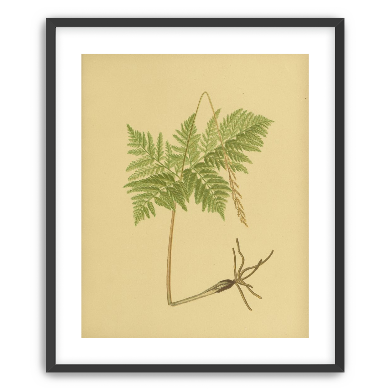 Fern fronds above bare roots