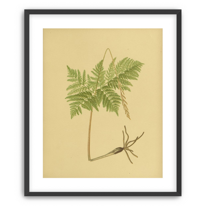Fern fronds above bare roots