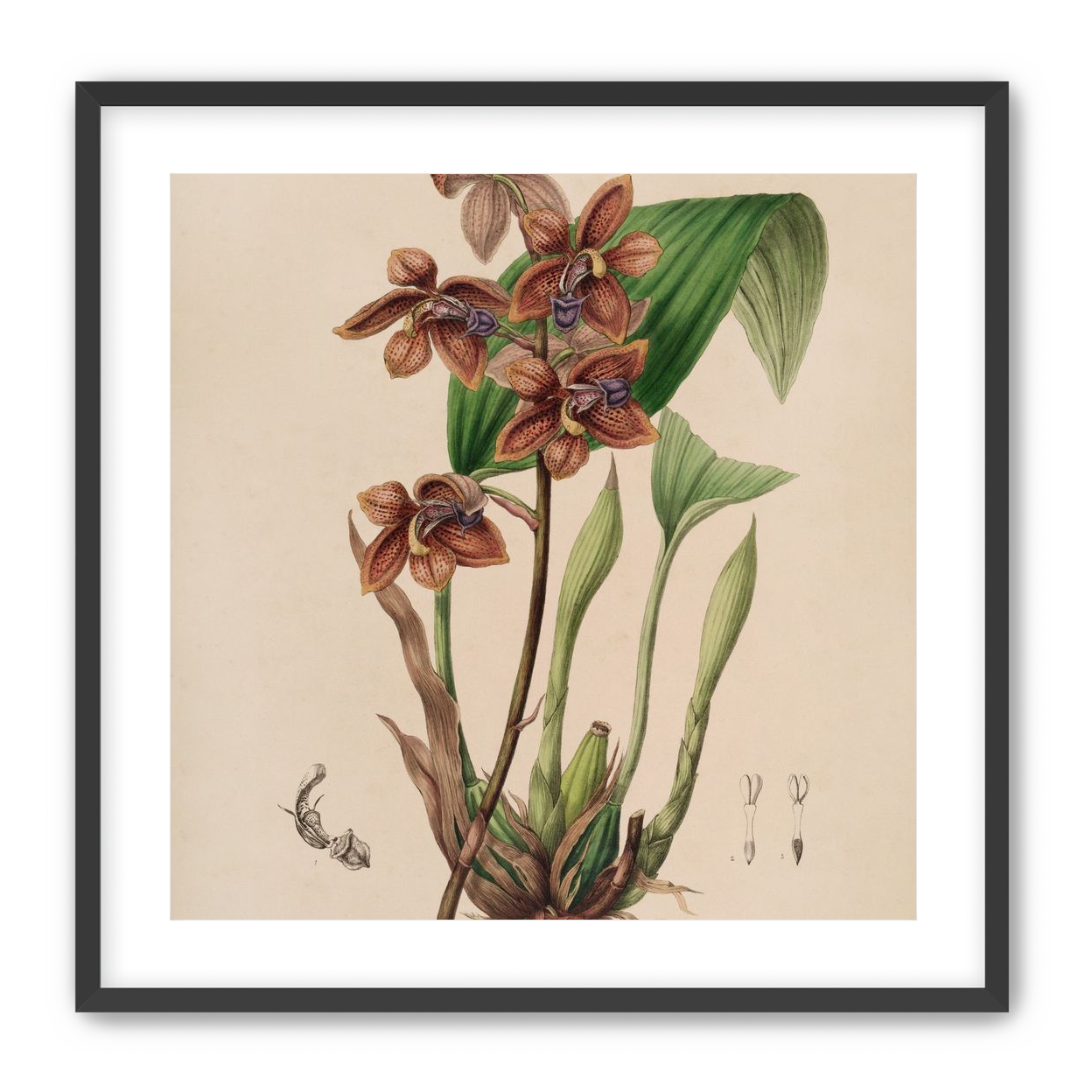 Speckled orchids on pale paper