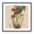 Speckled orchids on pale paper