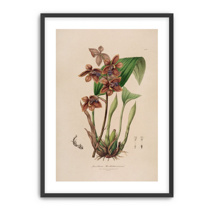 Speckled orchids on pale paper