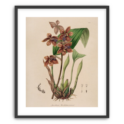 Speckled orchids on pale paper