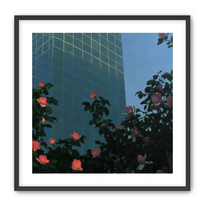 Roses beneath blue towers