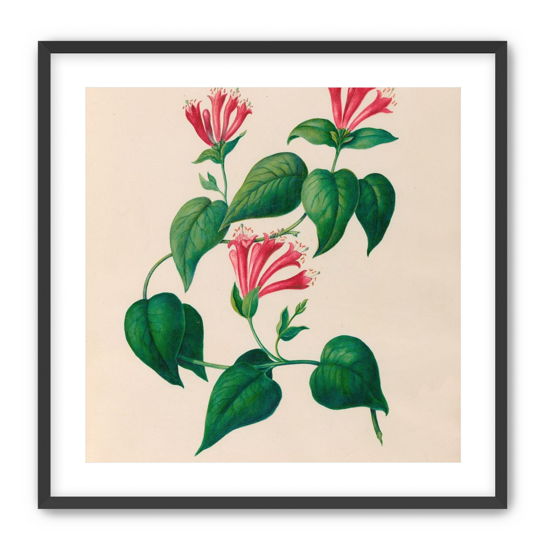 Three trumpets on a vine