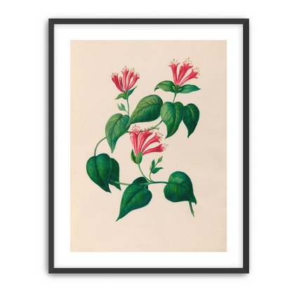 Three trumpets on a vine