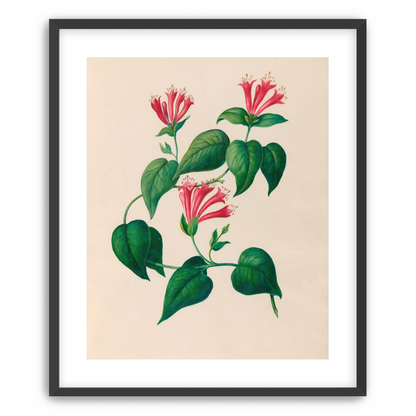 Three trumpets on a vine