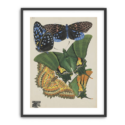 Butterflies on a pale plate