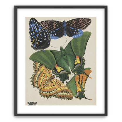 Butterflies on a pale plate