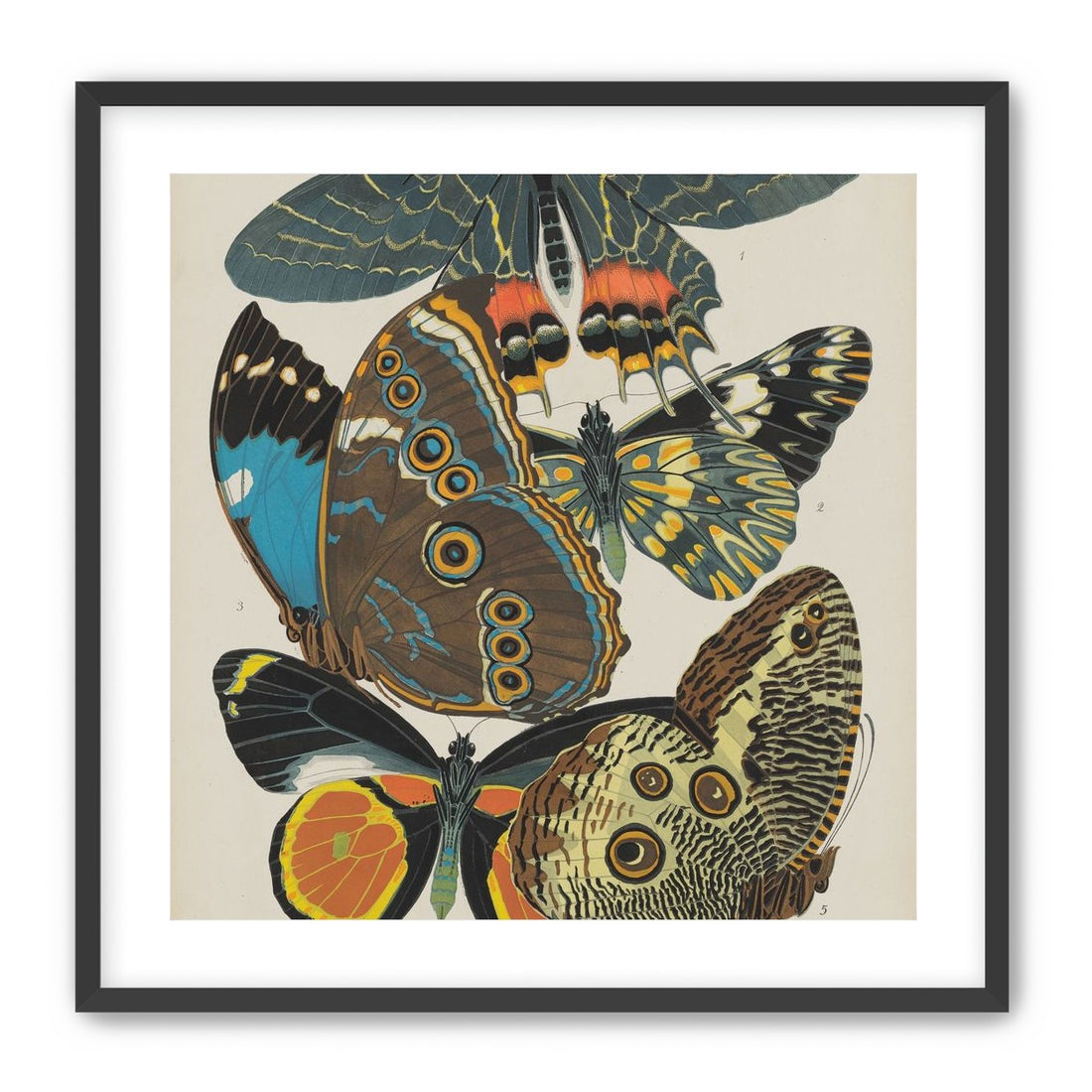 Five butterflies in quiet display