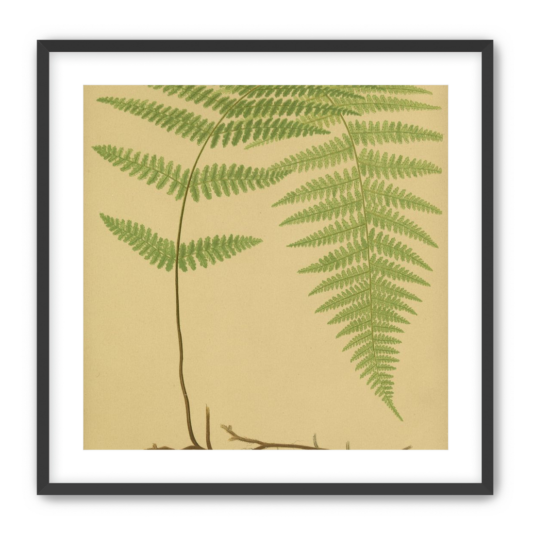 Green frond on tan paper