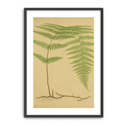 Green frond on tan paper