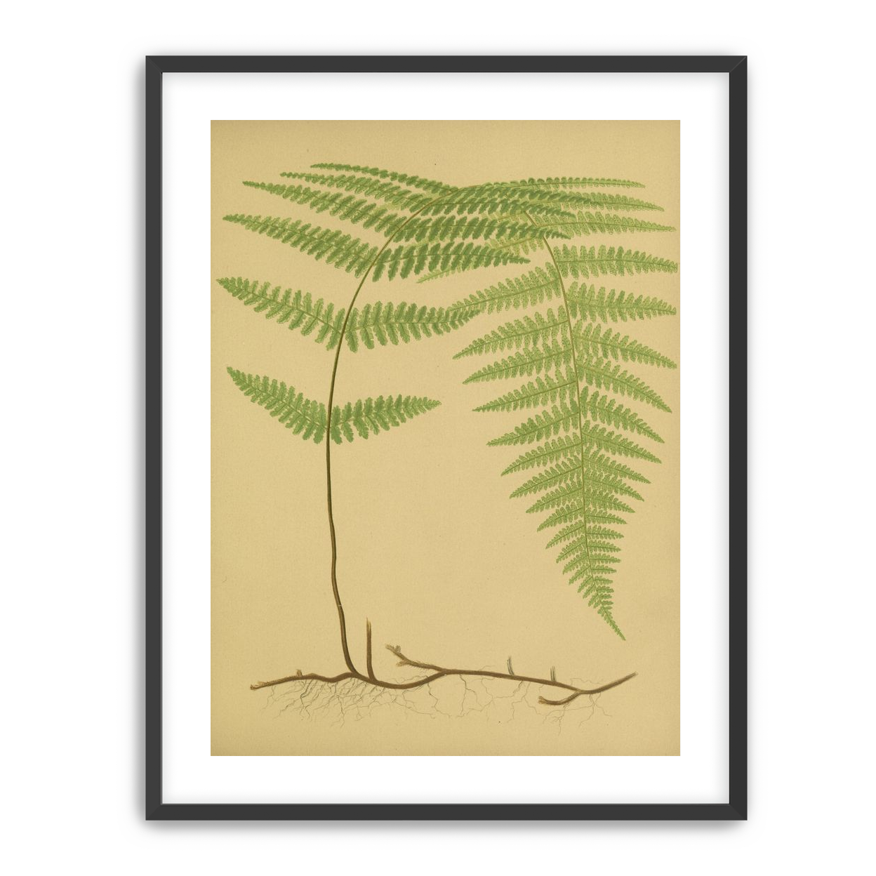 Green frond on tan paper