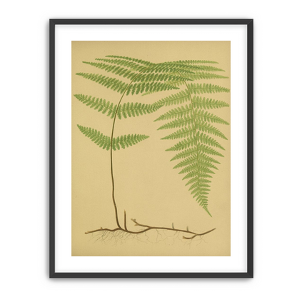 Green frond on tan paper