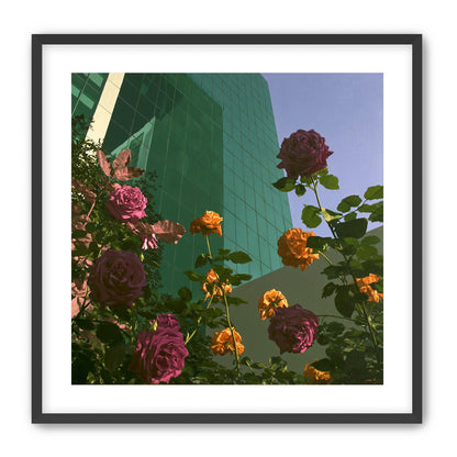 Roses climbing the glass wall