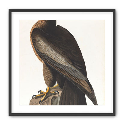 Brown hawk on rock
