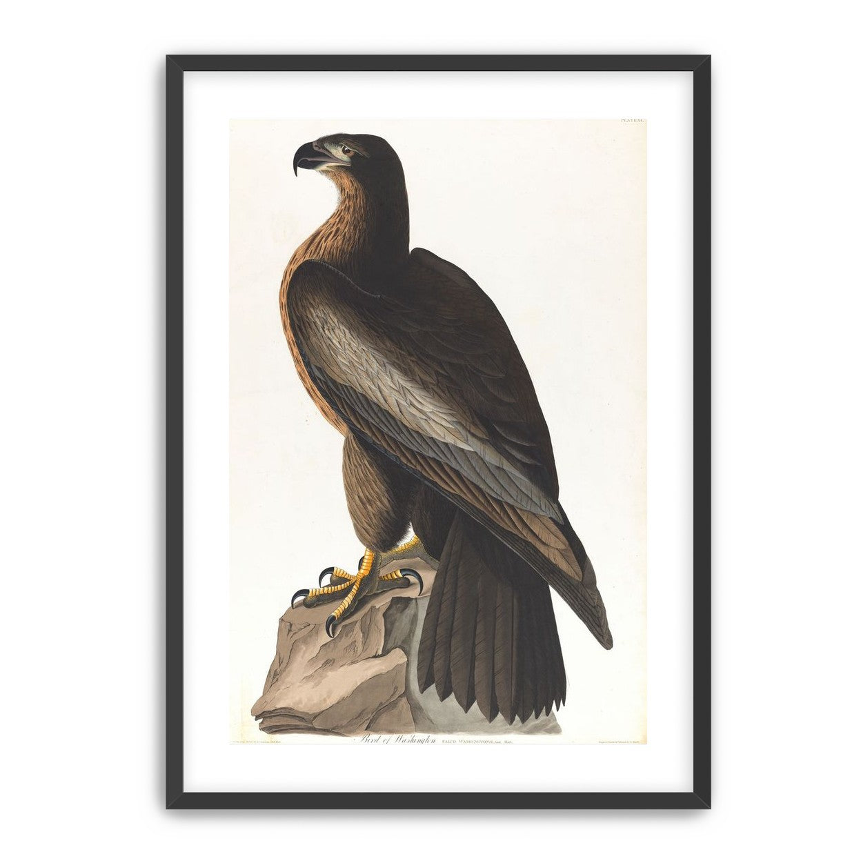 Brown hawk on rock