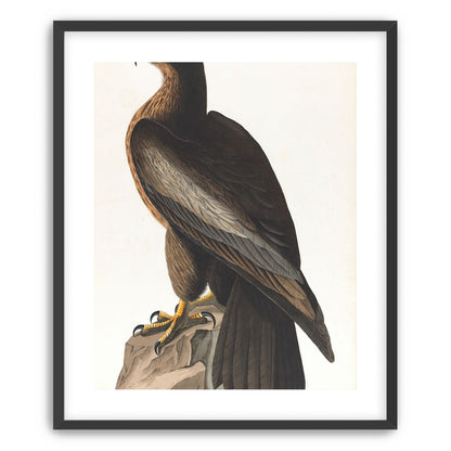 Brown hawk on rock