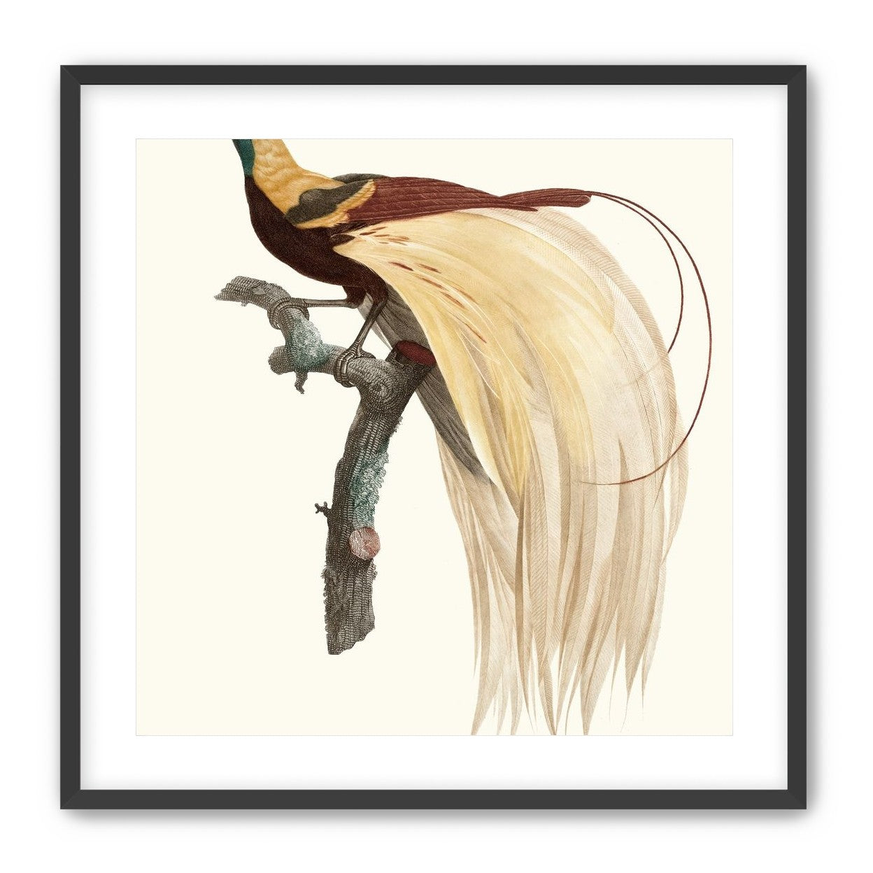 Open beak and trailing plumes