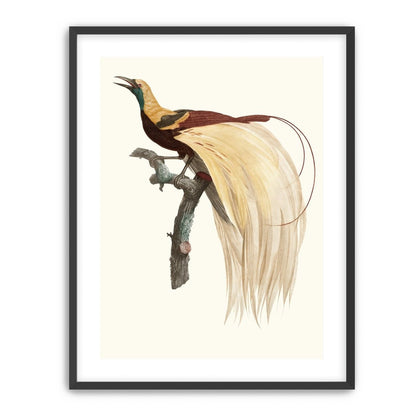 Open beak and trailing plumes