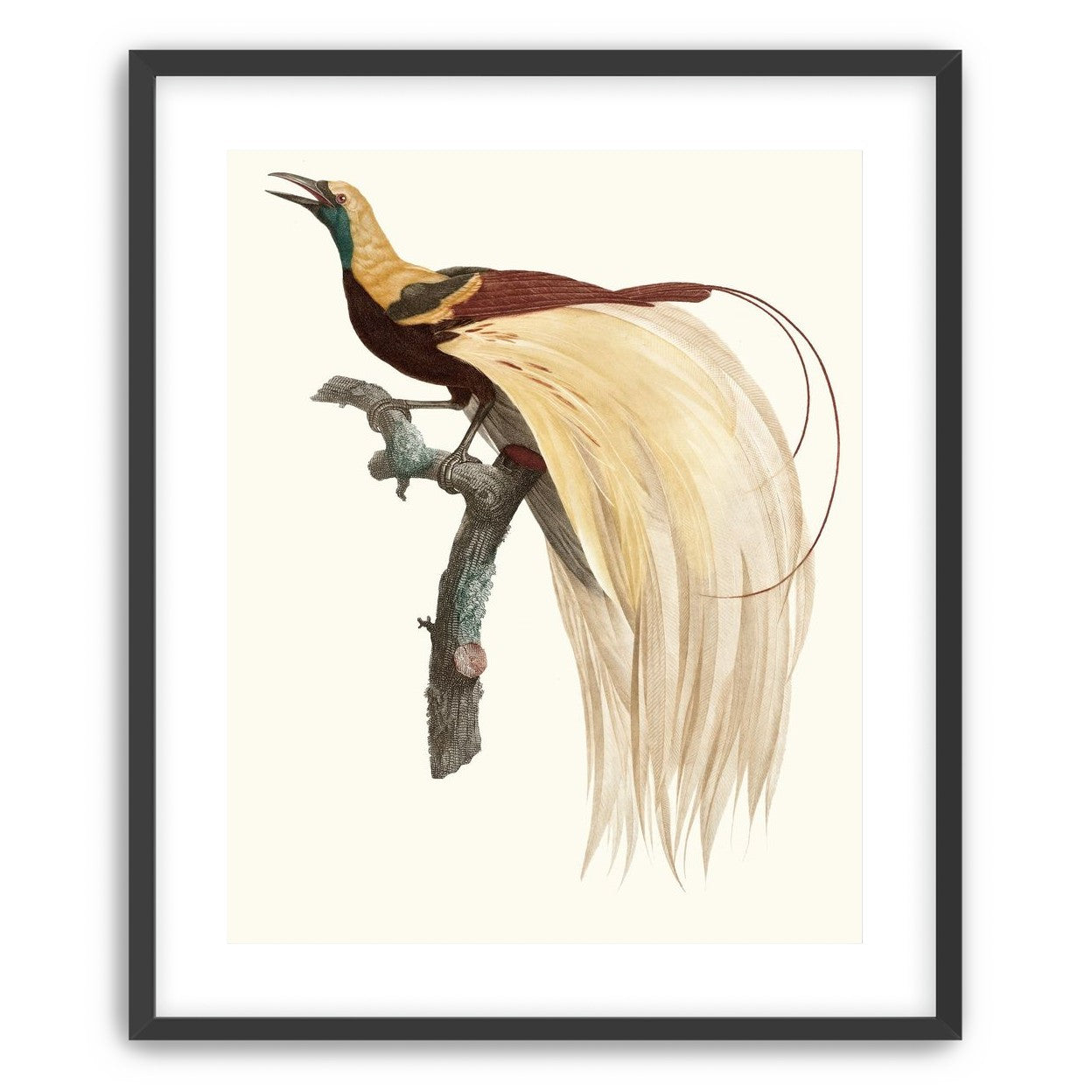 Open beak and trailing plumes