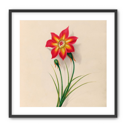 One flower above two buds