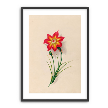 One flower above two buds