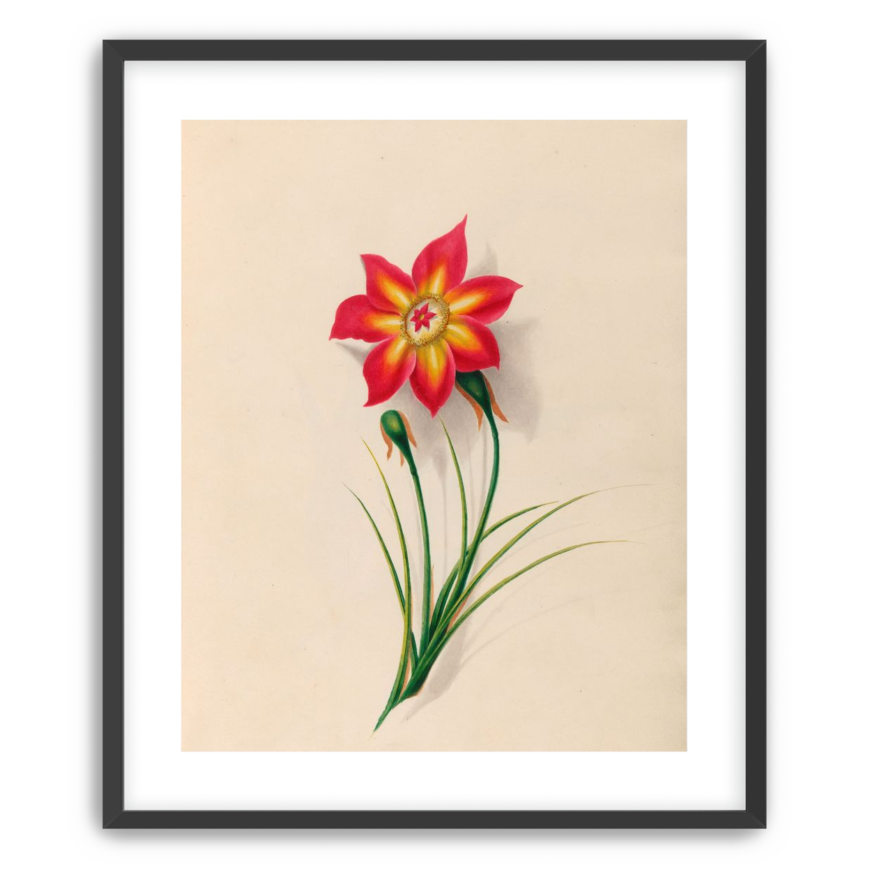 One flower above two buds