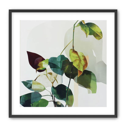 Leaves within pale shadows