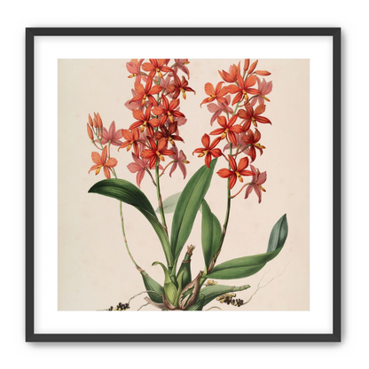 Red orchids on white paper