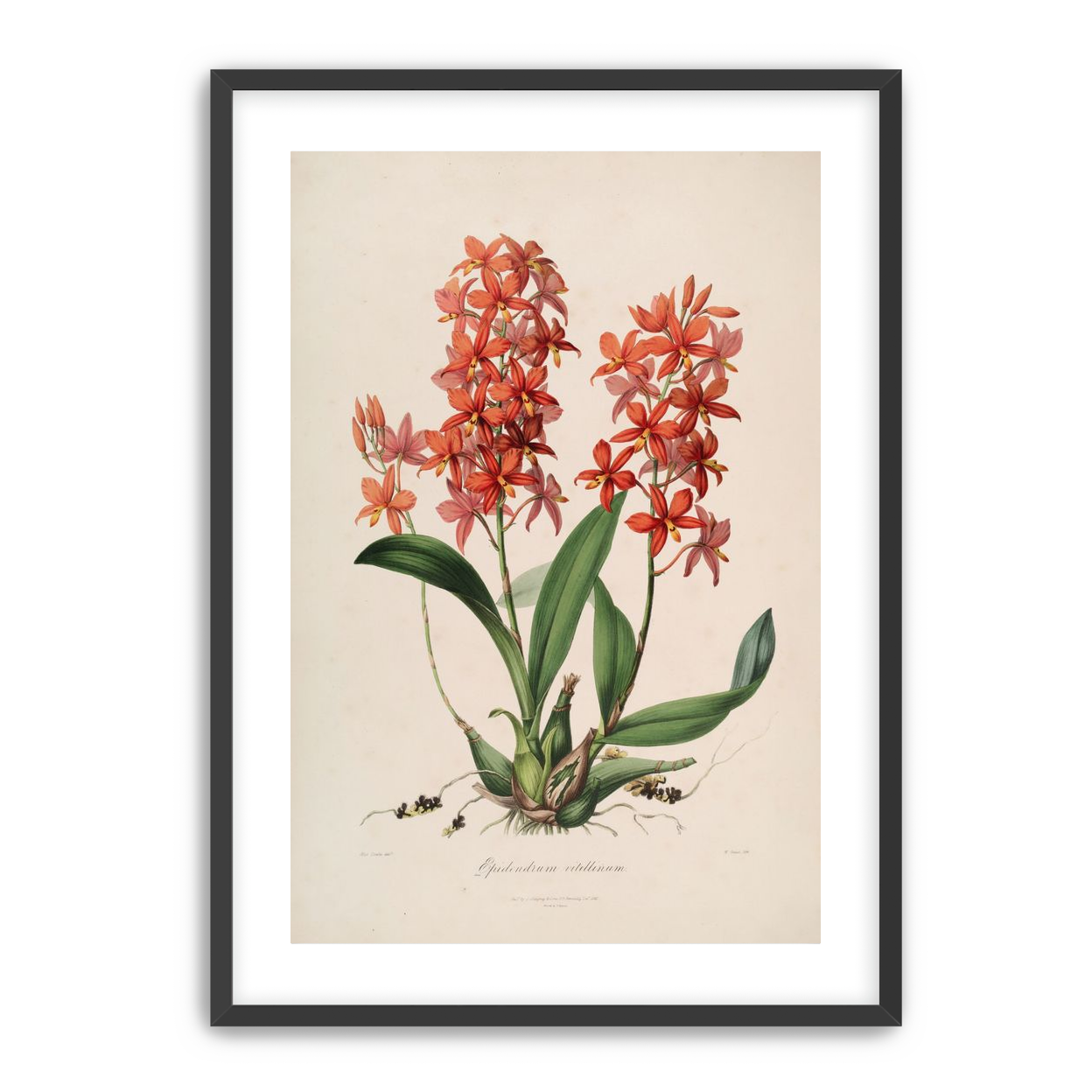 Red orchids on white paper
