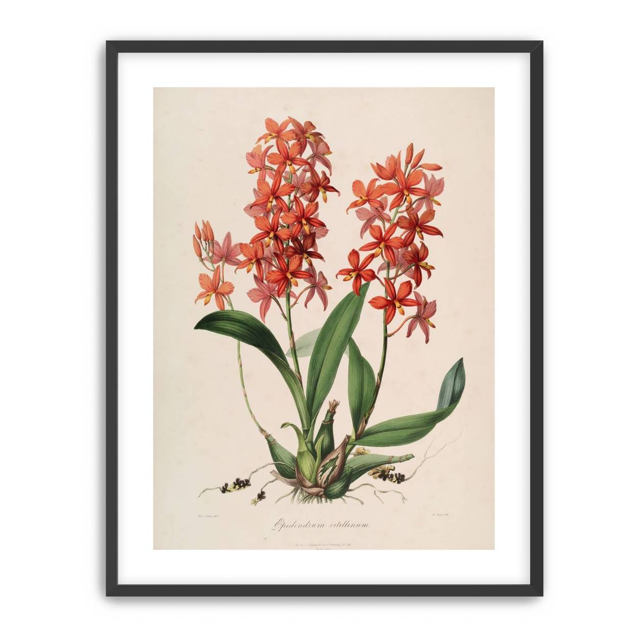 Red orchids on white paper