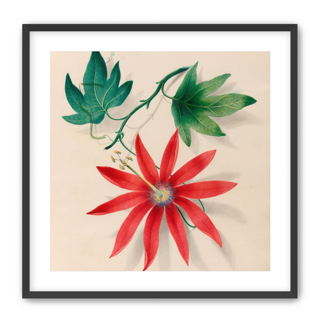 Red bloom on green vine