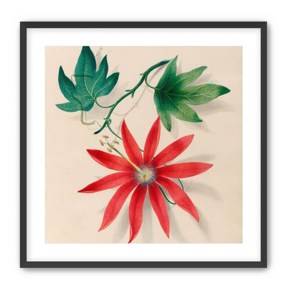 Red bloom on green vine