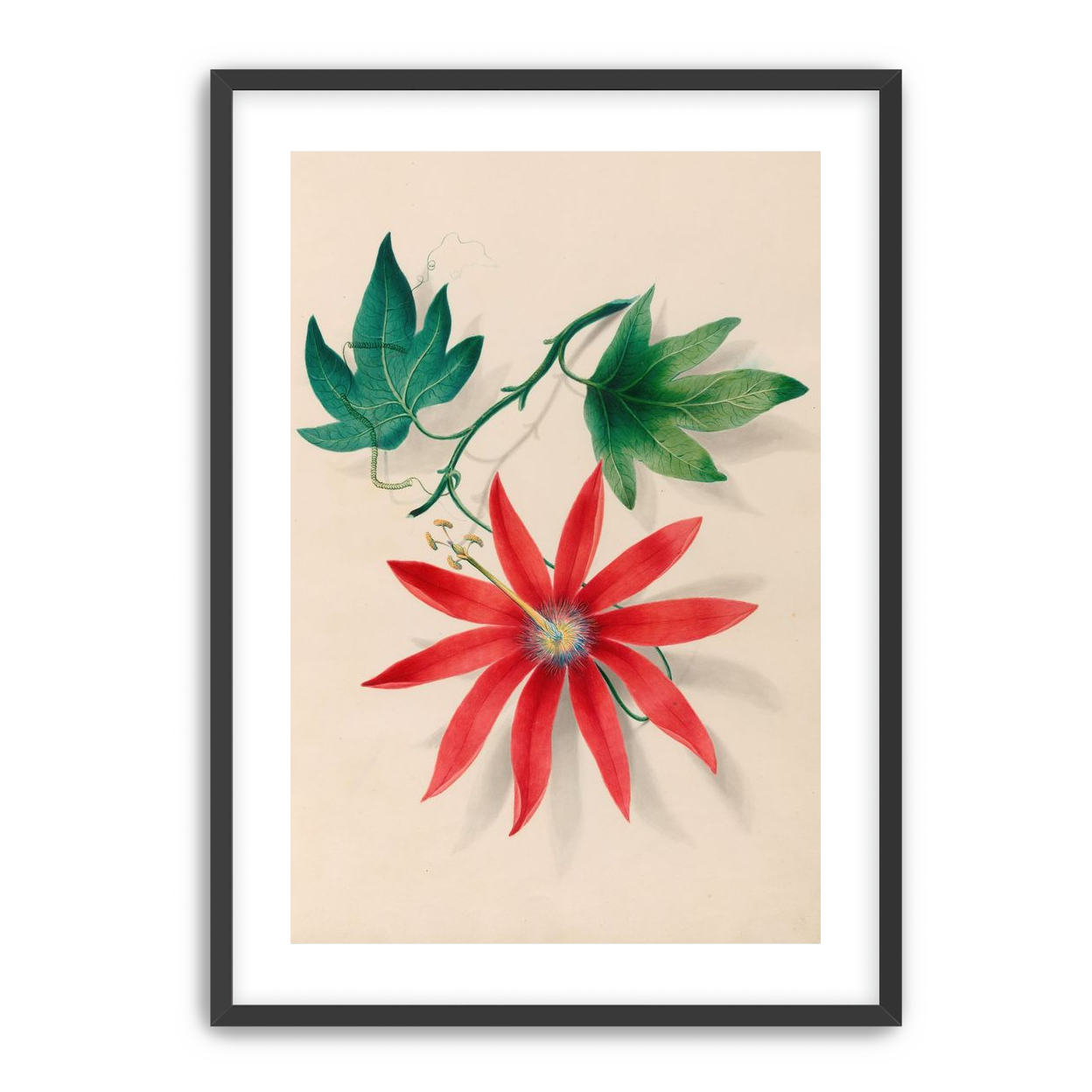 Red bloom on green vine
