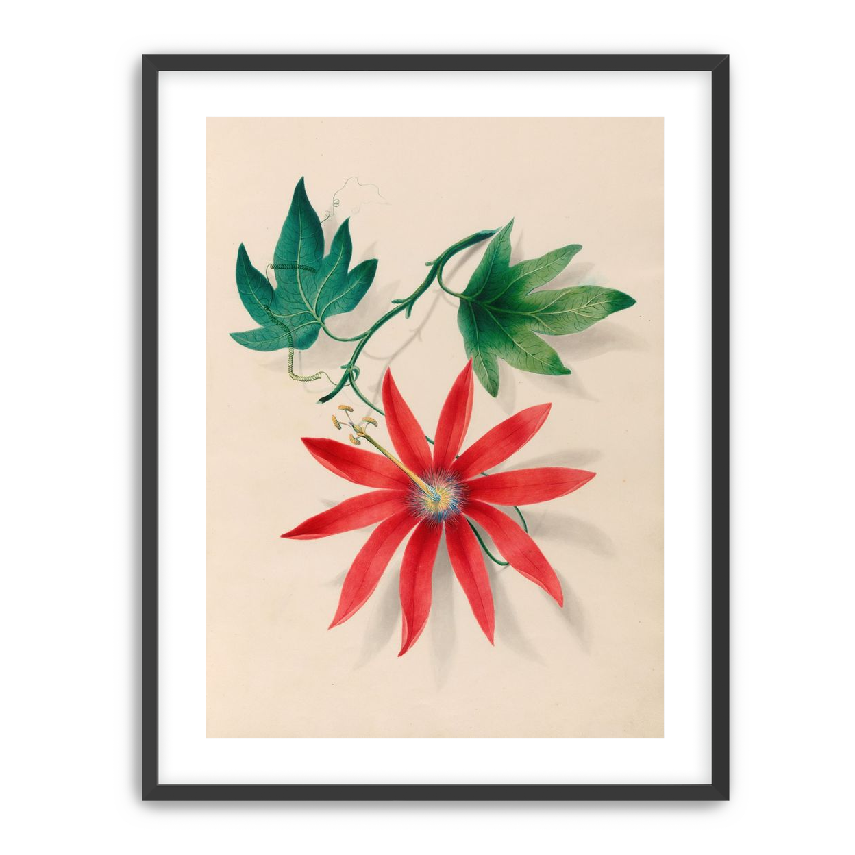 Red bloom on green vine
