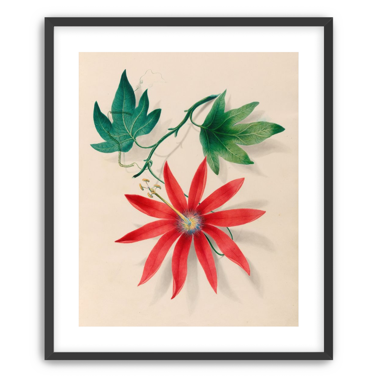 Red bloom on green vine