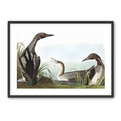 Black Throated Diver