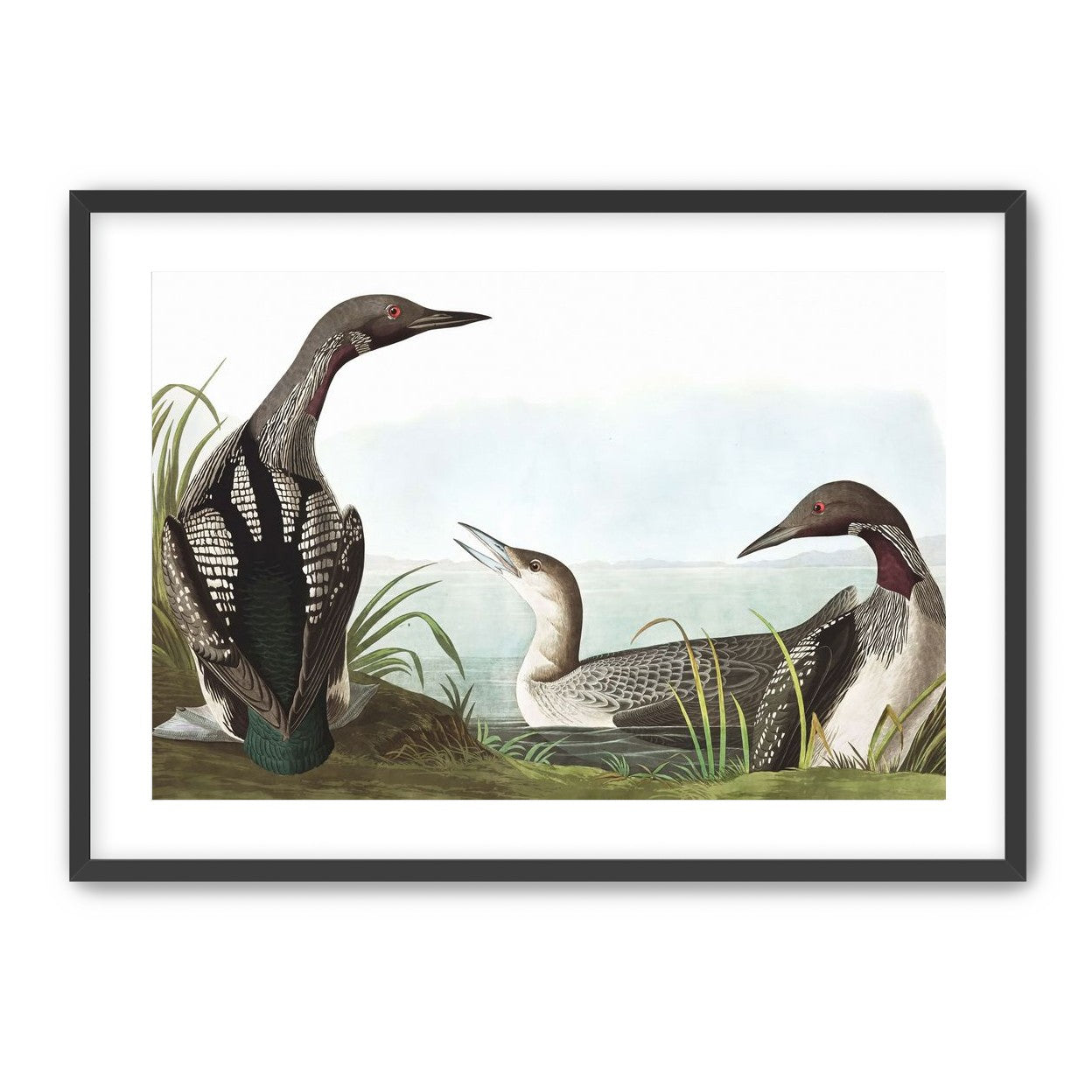 Black Throated Diver