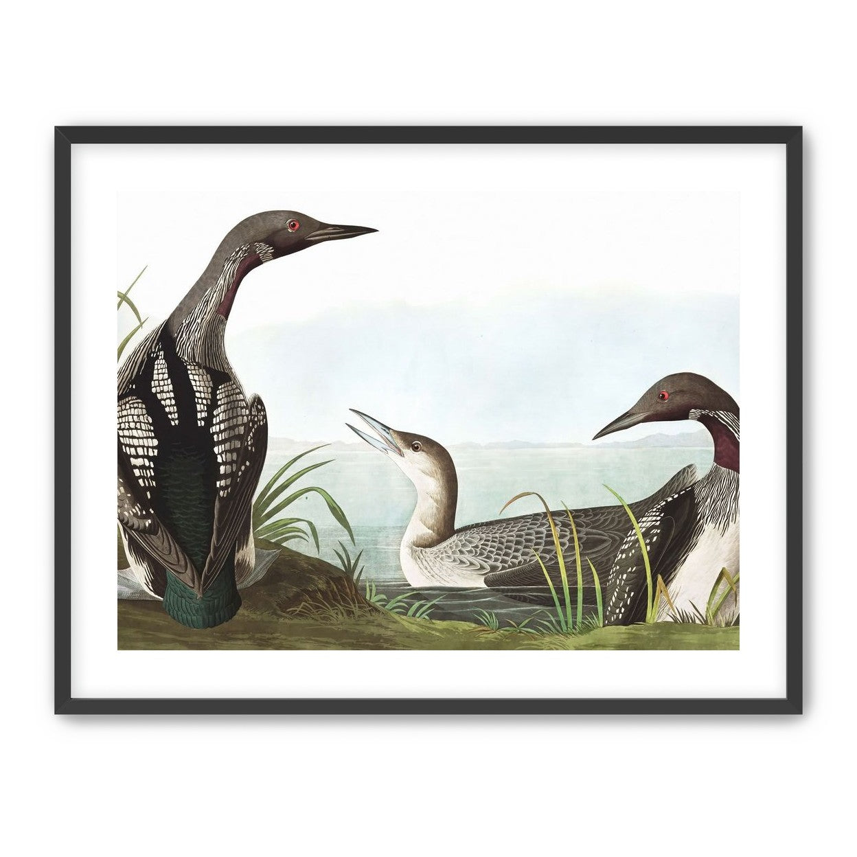 Black Throated Diver