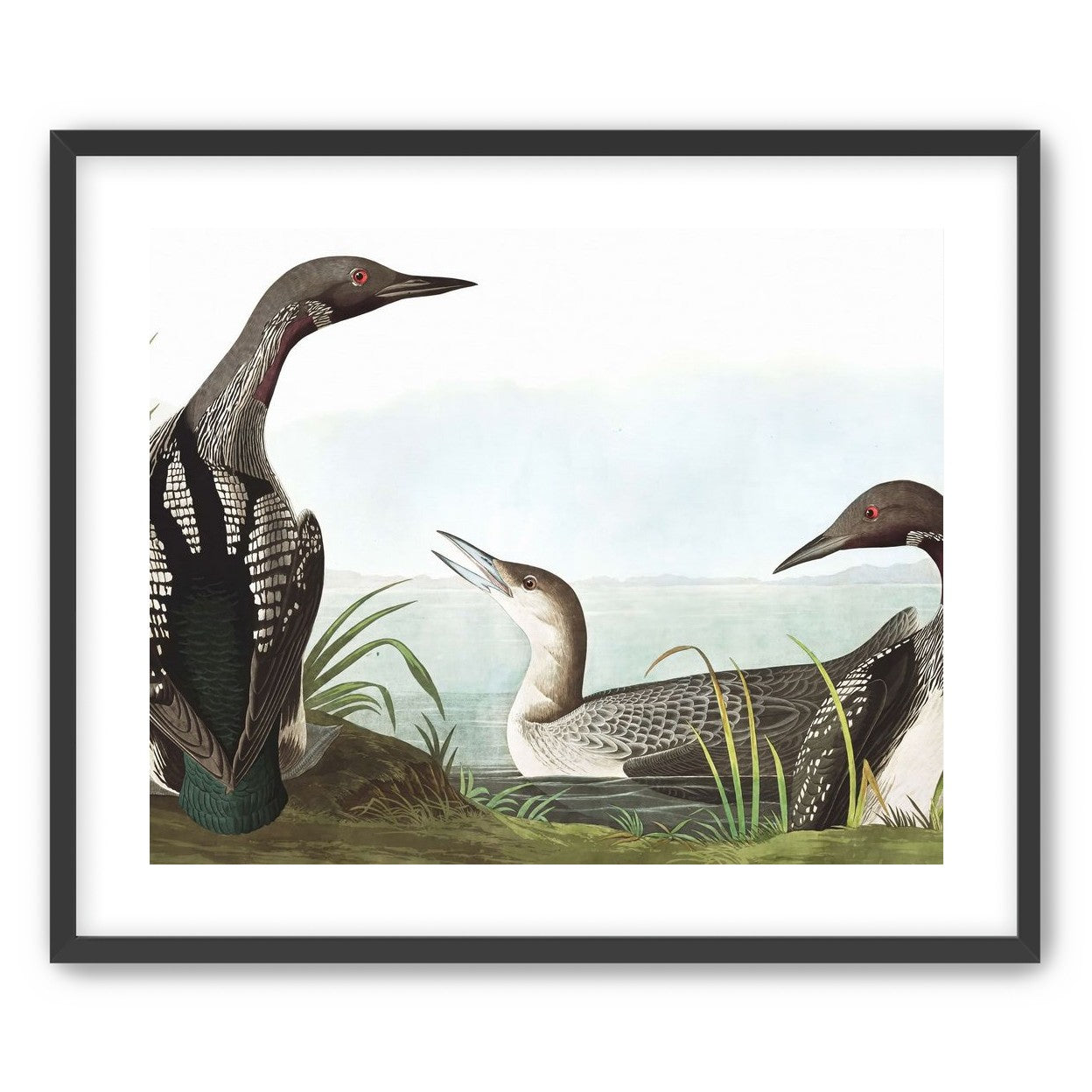 Black Throated Diver