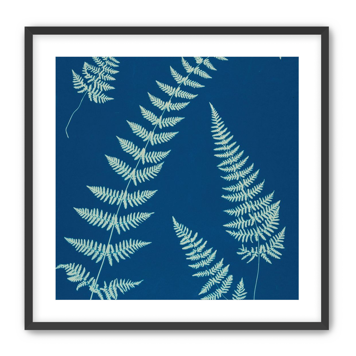 Fern shadows in blue