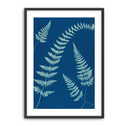Fern shadows in blue