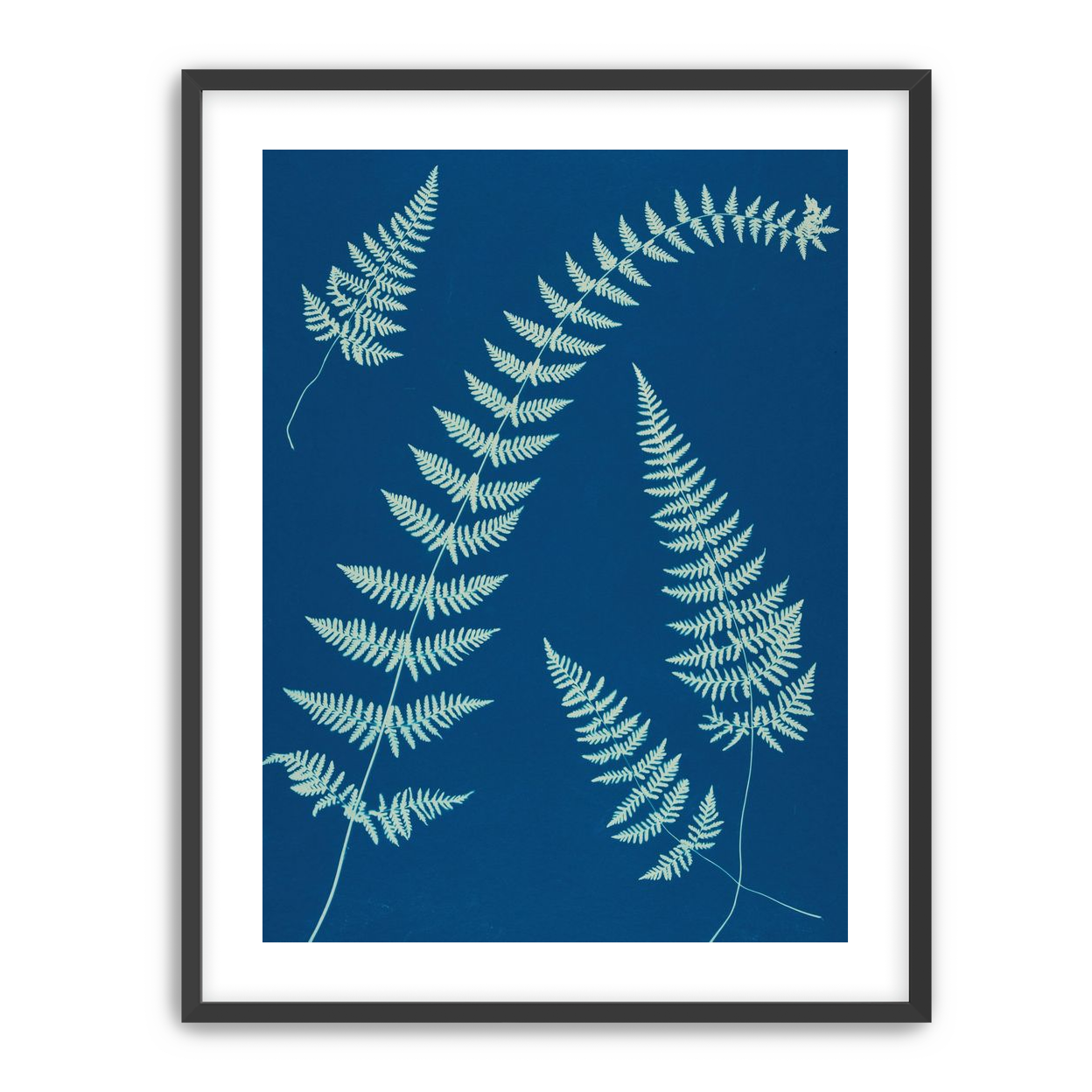 Fern shadows in blue