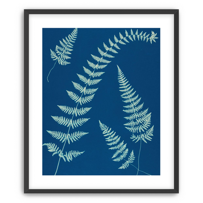 Fern shadows in blue