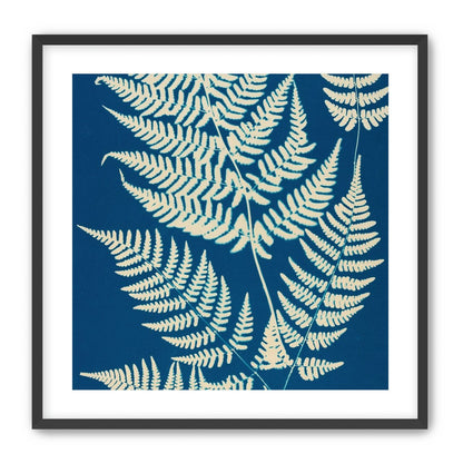 Ferns crossing blue field