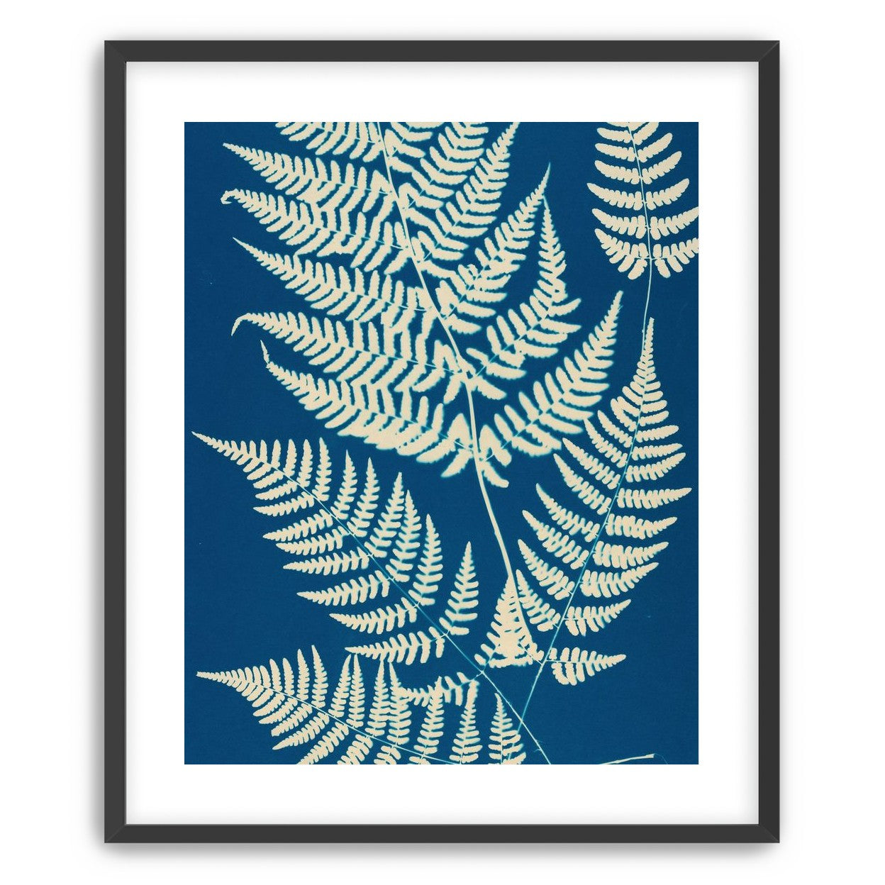 Ferns crossing blue field